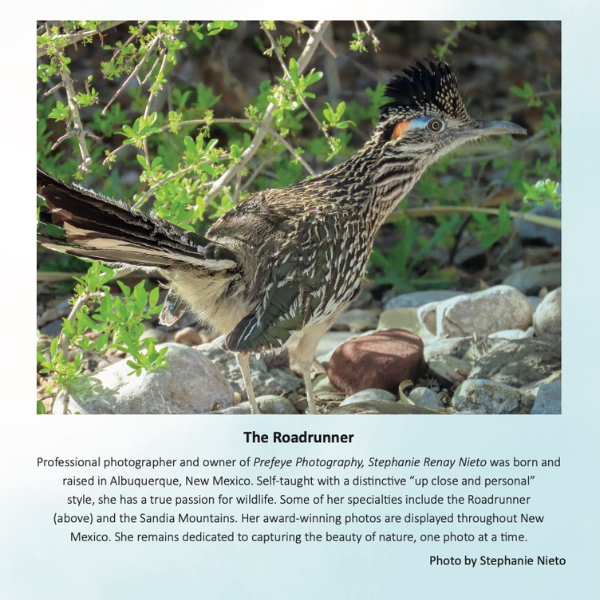A photo of a Roadrunner that is featured in a Curly Crow book, photo by Stephanie Nieto