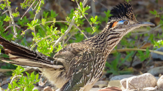 How Author Nicholas Aragon and Photographer Stephanie Nieto Bring New Mexico to Life.